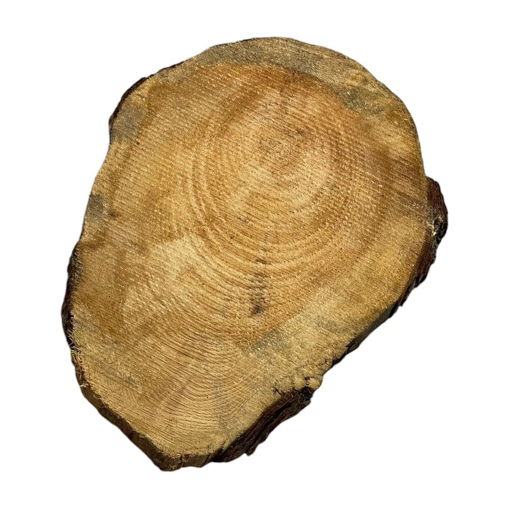 Canisteo Living Sign Tree Ring Cutting Planted 1933 Replanted 2016 5x7 - Picture 4 of 6